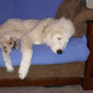 Meet your Posher, Kelsey